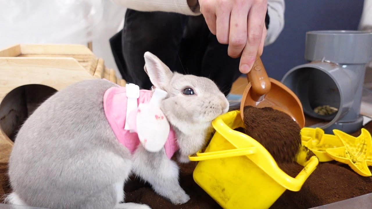 名残惜しいですが、楽しかった穴掘り場をうさぎさんといっしょに撤去していきます
