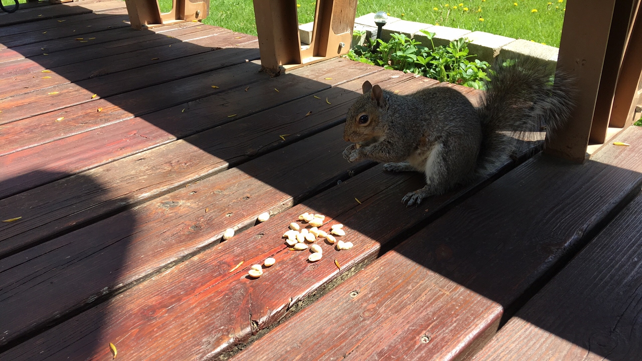 My Squirrel Friend