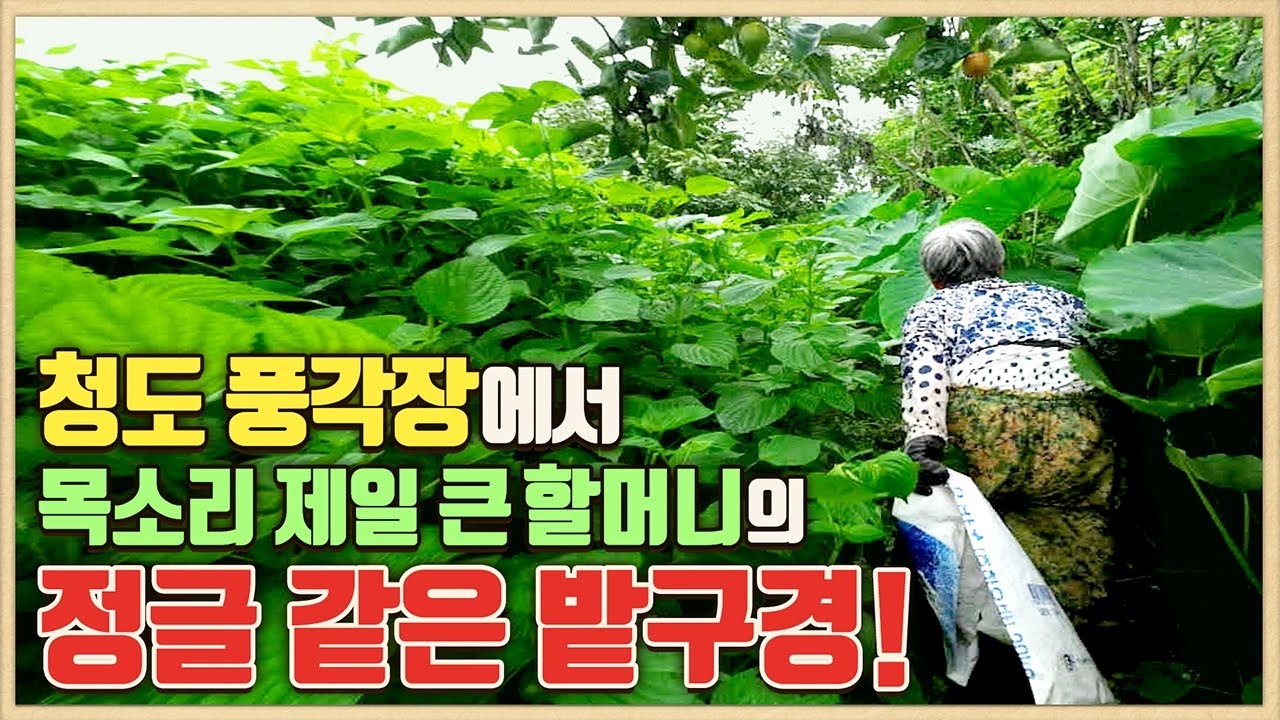청도 풍각장에서 목소리 제일 큰 할머니의 정글 같은 밭구경/풍각장날/토란 꽃/조선오이/풍각장/풍각5일장/청도 풍각면 금동마을/금곡리