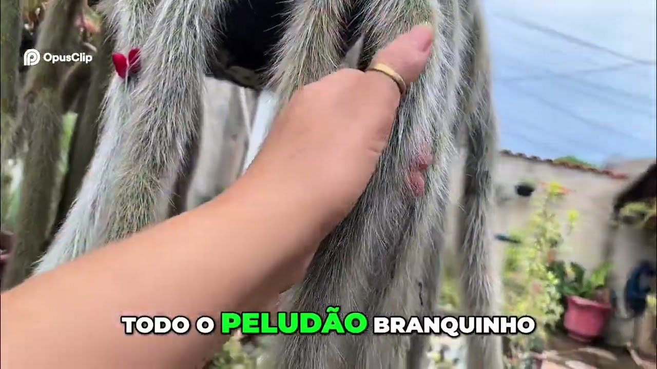 Rabo de Macaco Florindo 🌸 Cacto Exótico em Plena Floração | Corte