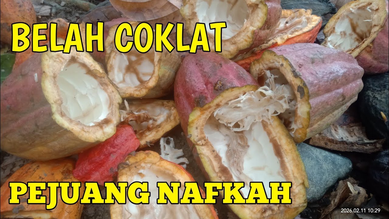 Masuk Kebun Coklat belah membelah @jumriati3825