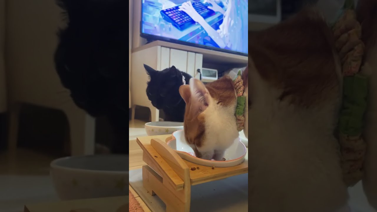 にび猫Live🐾 2026-1-18