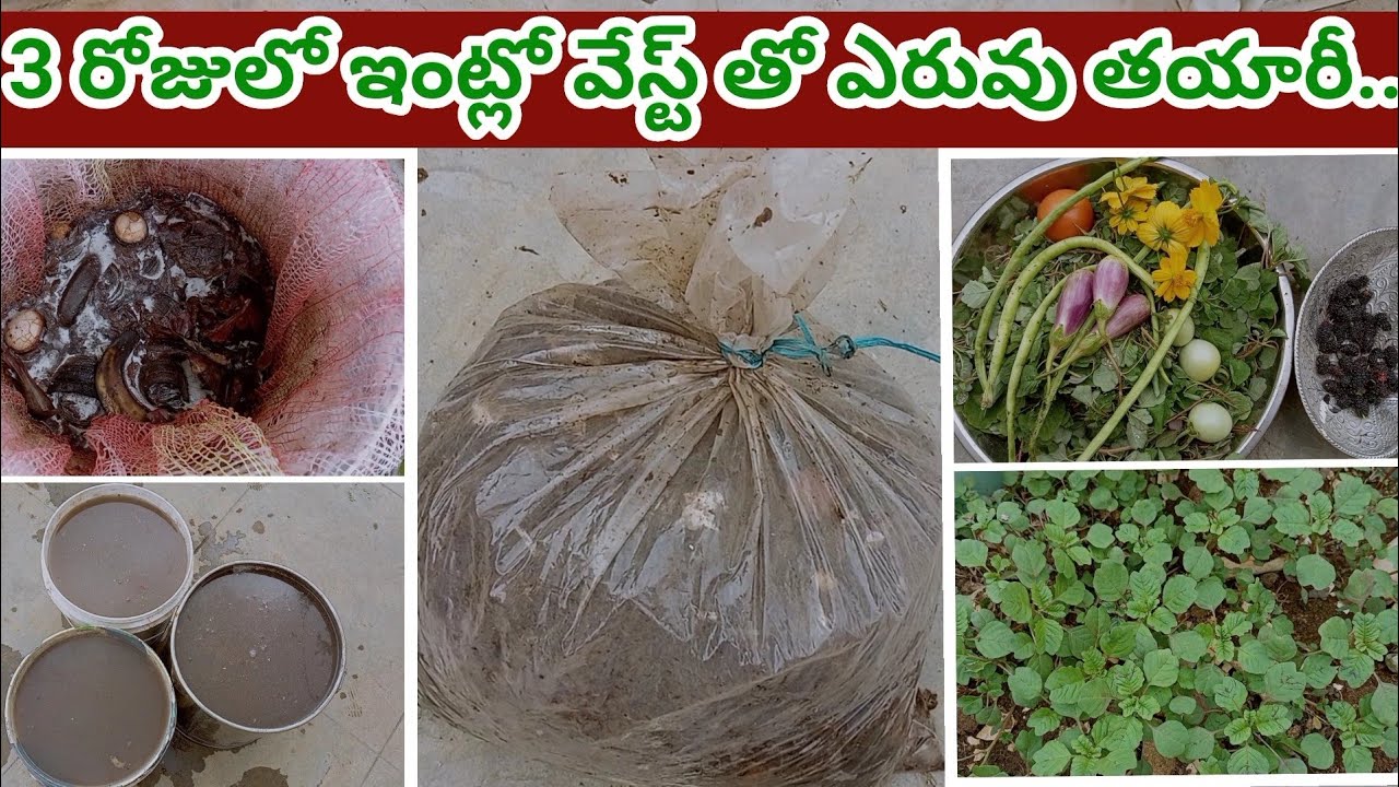 మన గార్డెన్ ఆరోగ్యంగా ఉండాలిఅంటే...Daily routine,Fetelizer & కంపోస్ట్ #bellamanusha #compost #garden