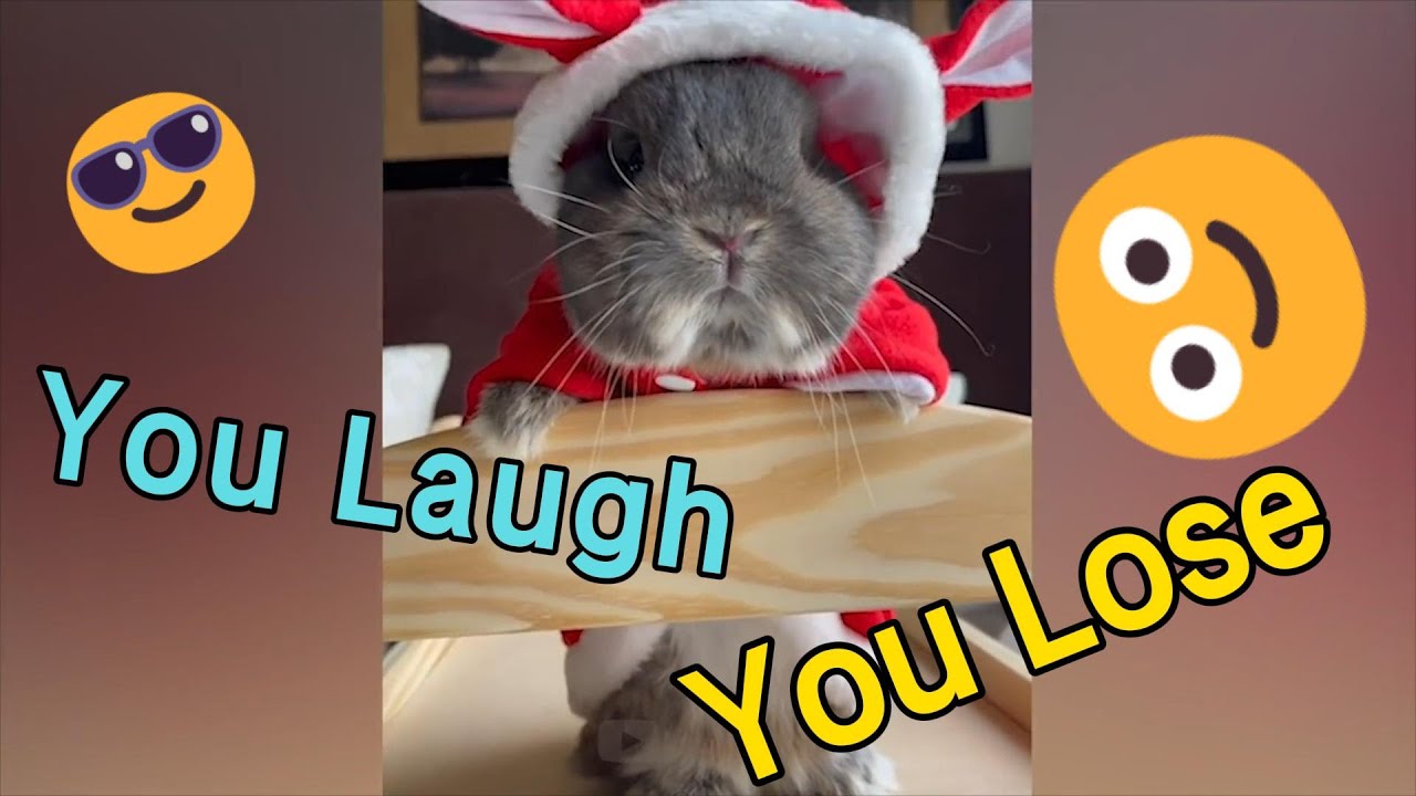 This Pet Compilation Will Cure Your Depression