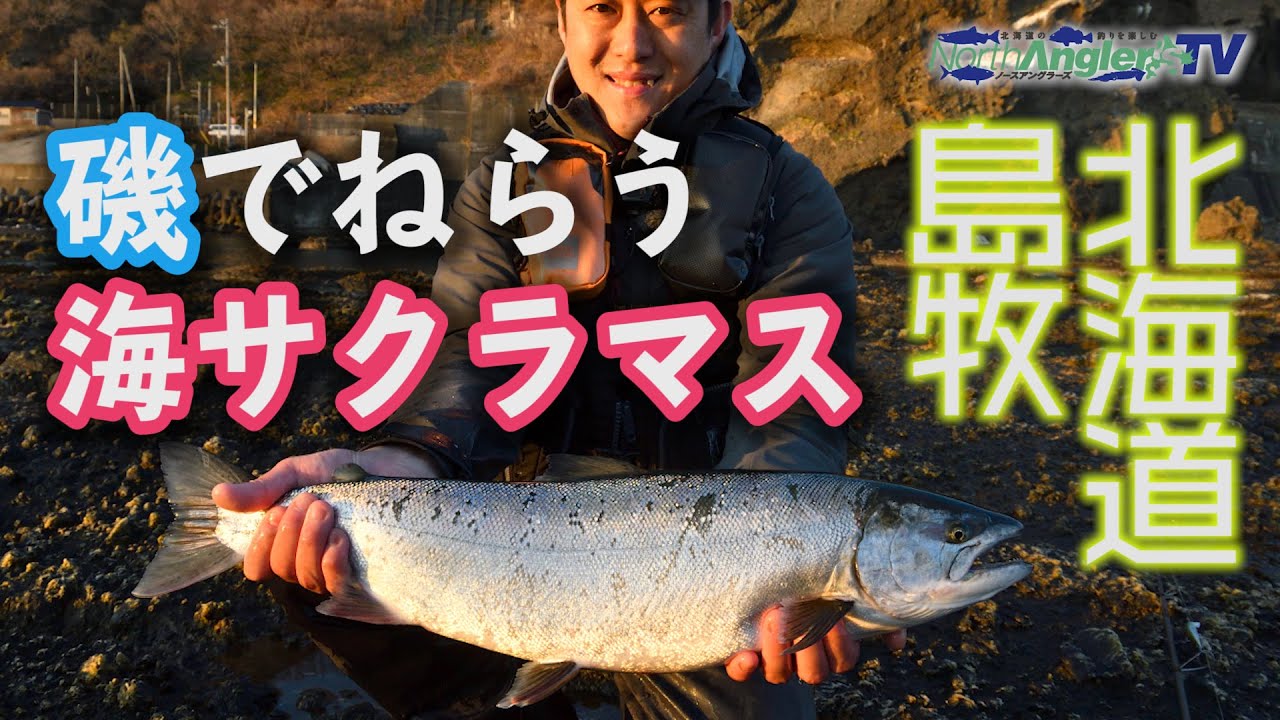 磯の海サクラマス！～北海道島牧～