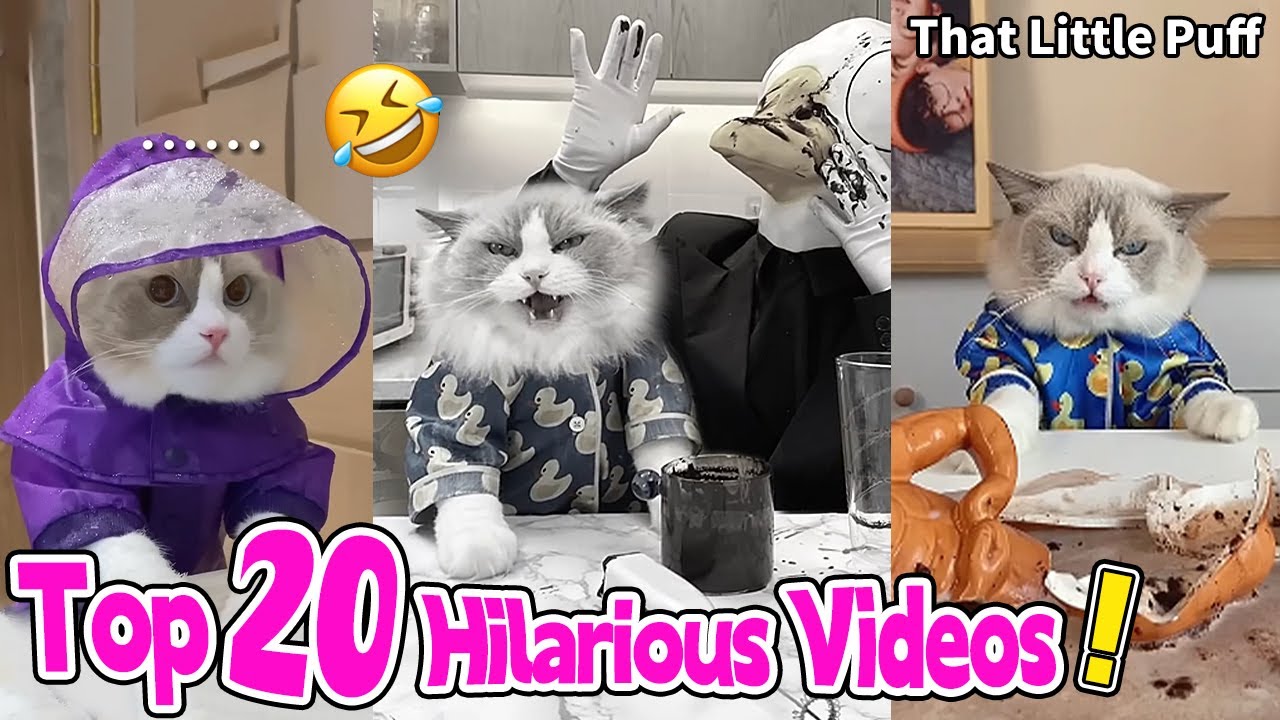 Top 20 Hilarious Videos! 🤣 | That Little Puff