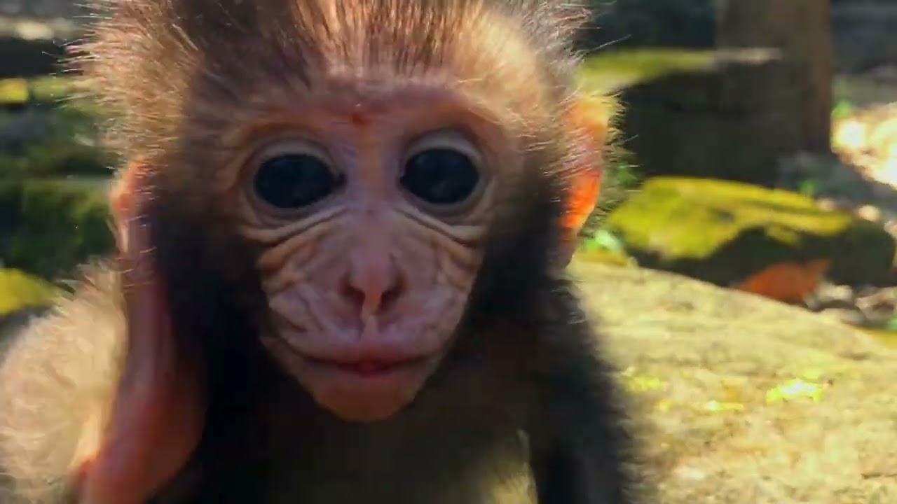 What's Dana doing on newborn baby monkey Monkey drinking milk jussy monkey