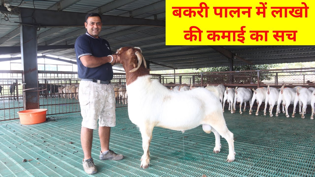 बकरी पालन में लाखो की कमाई का पूरा सच