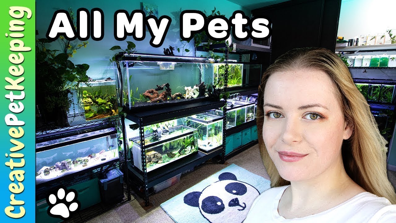 Meet All my Pets | Apartment Fish Room Tour