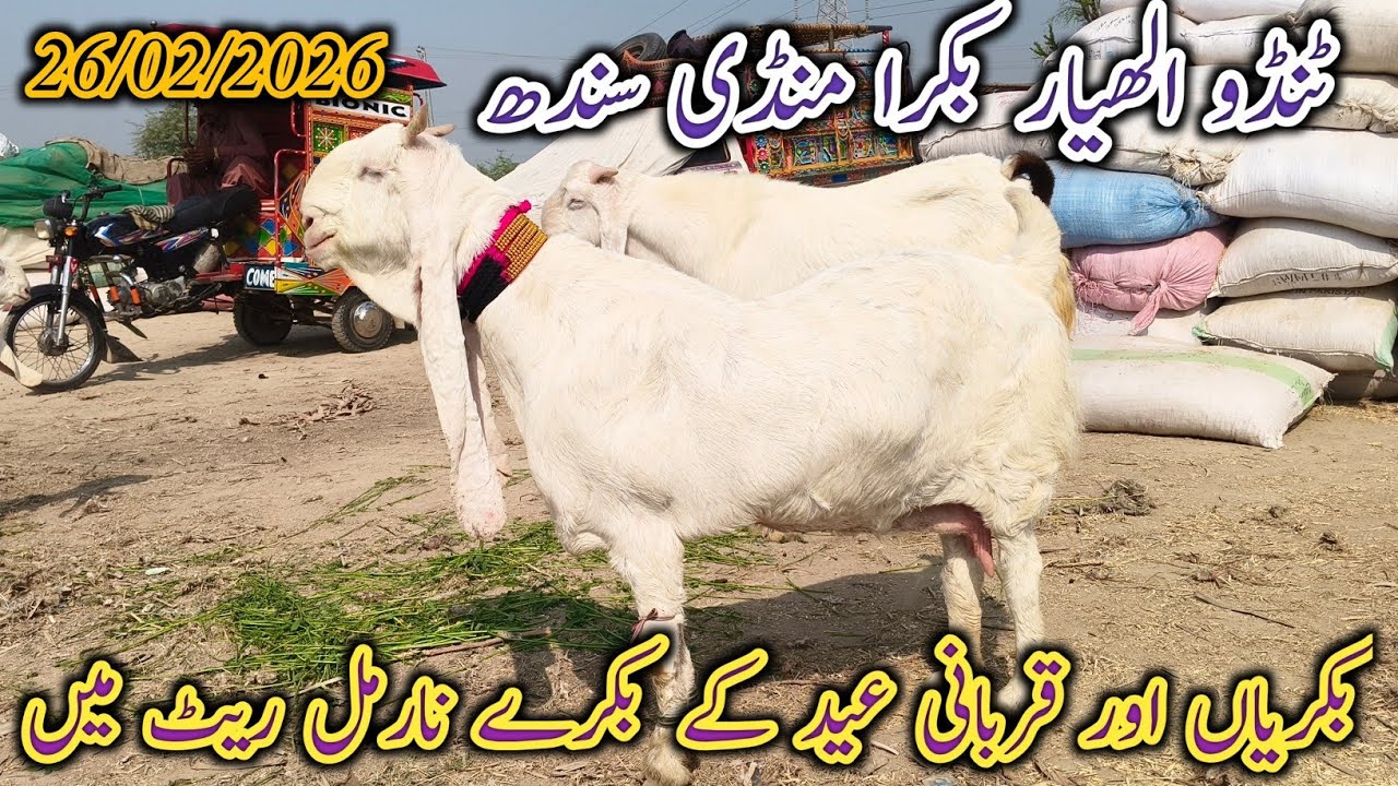 Tando Allahyar Bakra Mandi | Latest update | Mix Goat breed | normal Reat | date 26/02/2026