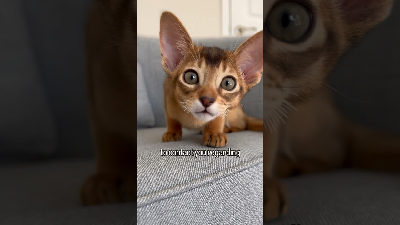 Shhh 🤫 DID WE REACH YOU? Ruddy Abyssinian kitten #abyssinian #kitten #catlover