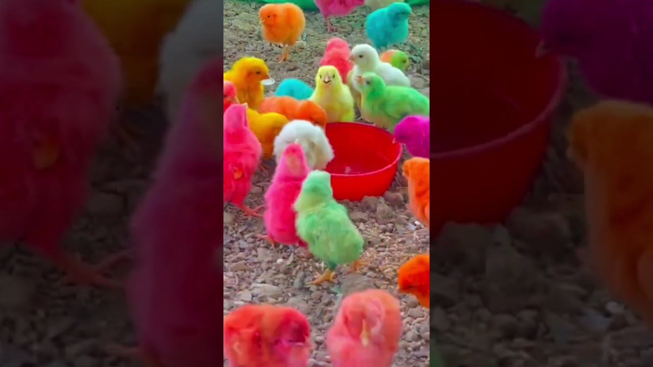 Cute Baby Chicks