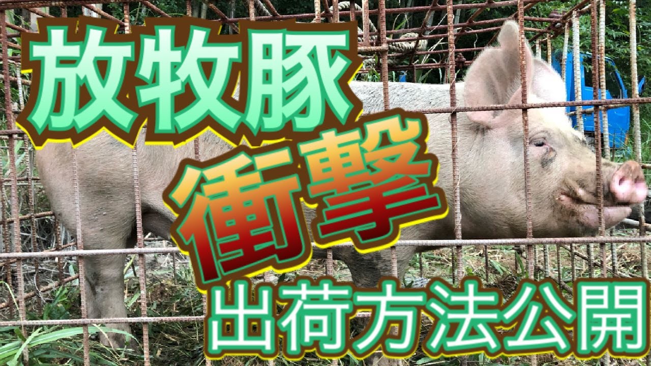 16話 放牧豚の出荷