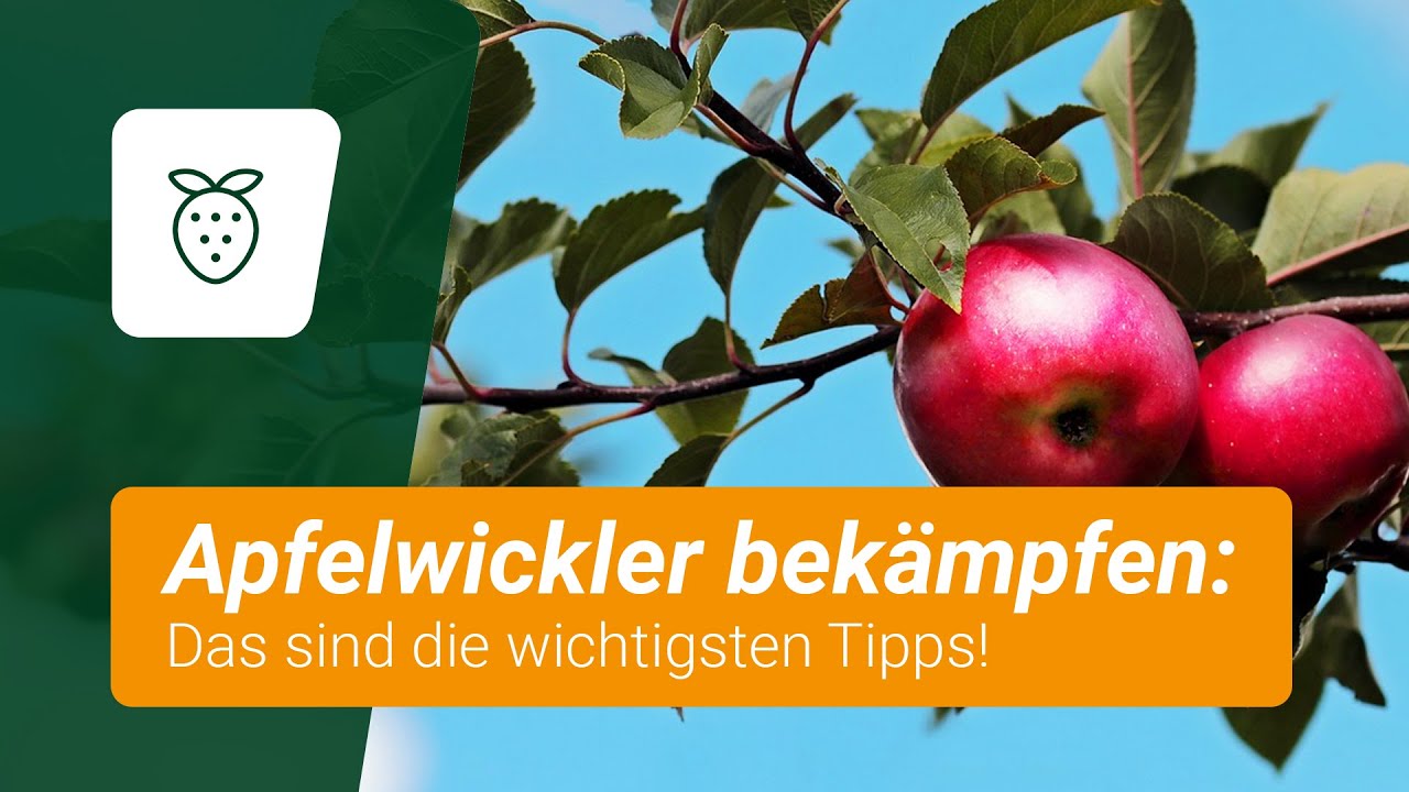 Apfelwickler bekämpfen: Die wichtigsten Tipps
