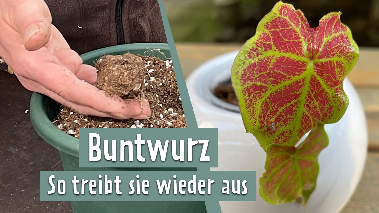 Trend-Zimmerpflanze Caladium nach Winterruhe antreiben | MDR Garten