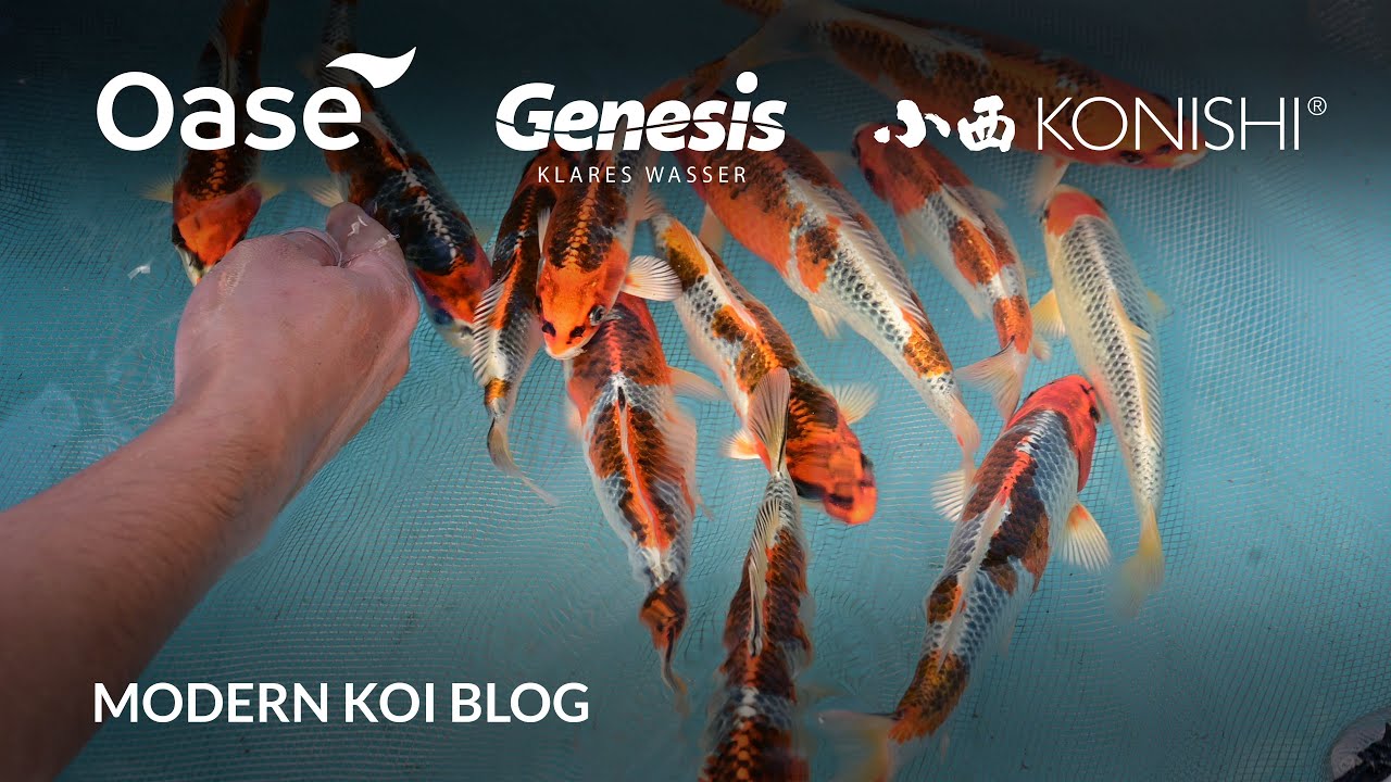 Modern Koi Blog #5688 - Live aus Japan: Die dritte Selektion von Tosai Kujaku