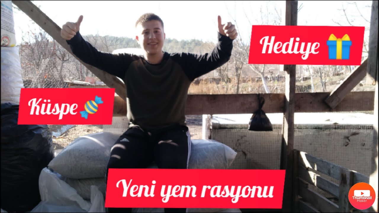 Hediye gelen pancar küspelerimiz🎁pancar küspesi nasıl verilir ? yeni yem reasyonu 🌾