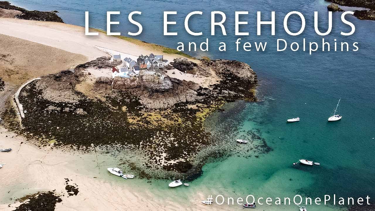 Les Ecrehous local Reef and Dolphins
