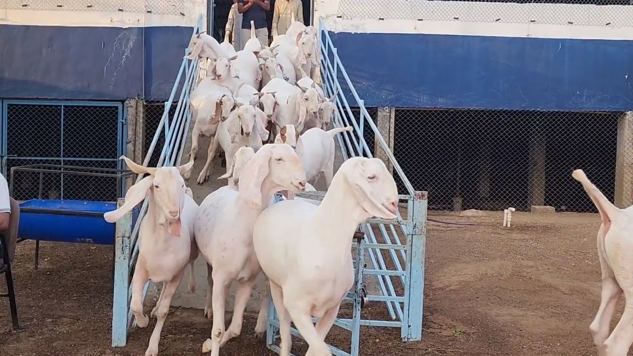Best Rates Main Best Bakre At Al Aman Goat Farm Gujarat | Zaheer Bhai Ka Gujarat Model Goat Farming