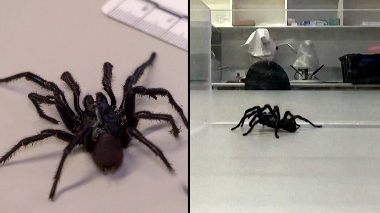 Venomous 'Big Boy' Spider Discovered in Australia