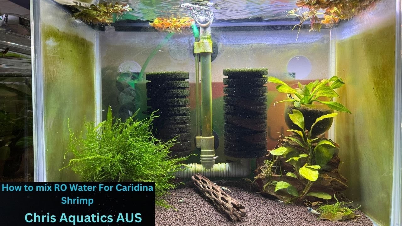 How To Mix RO Water For Caridina Shrimp