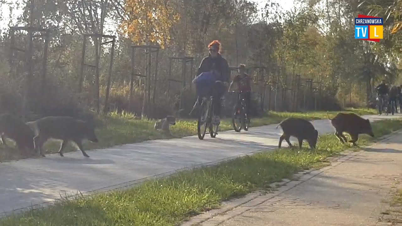 Odstrzał to nie jedyny sposób na dziki - rozmowa z myśliwymi