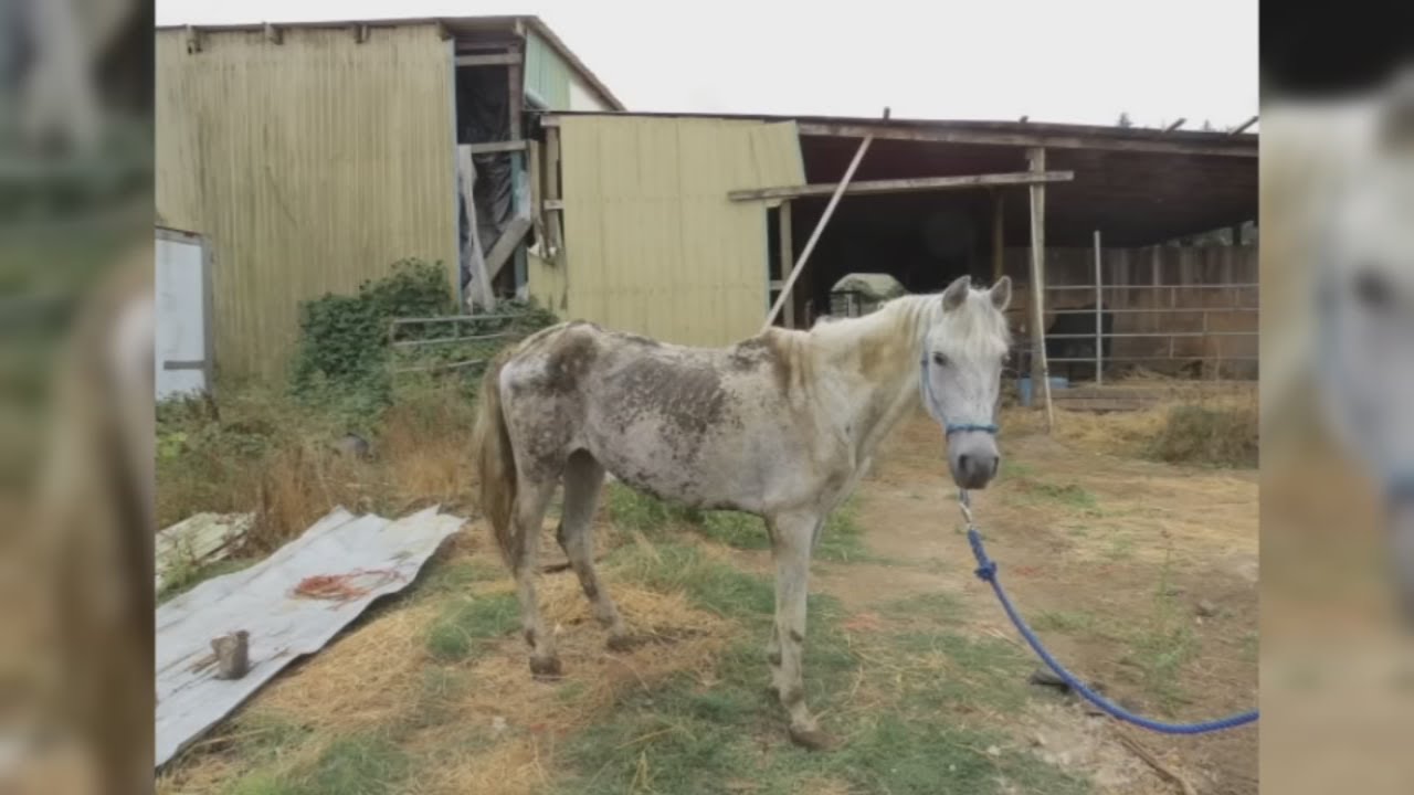 &lsquo;Malnourished&rsquo; livestock rescued from illegal marijuana grow operation near Oregon City