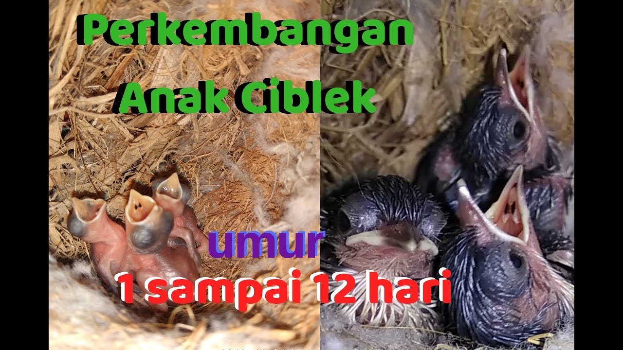 Ternak Ciblek 