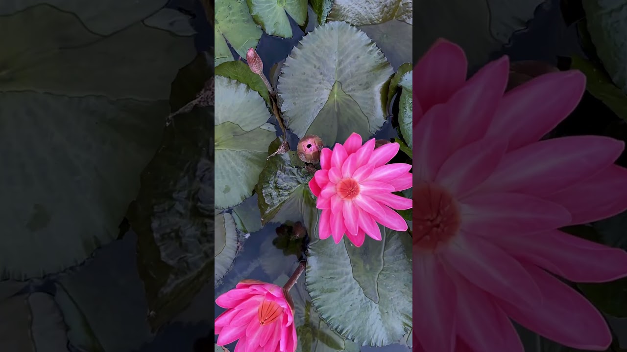 Doing a Timelapse of a Night Blooming Tropical Water Lily 😍  #timelapse #waterlily