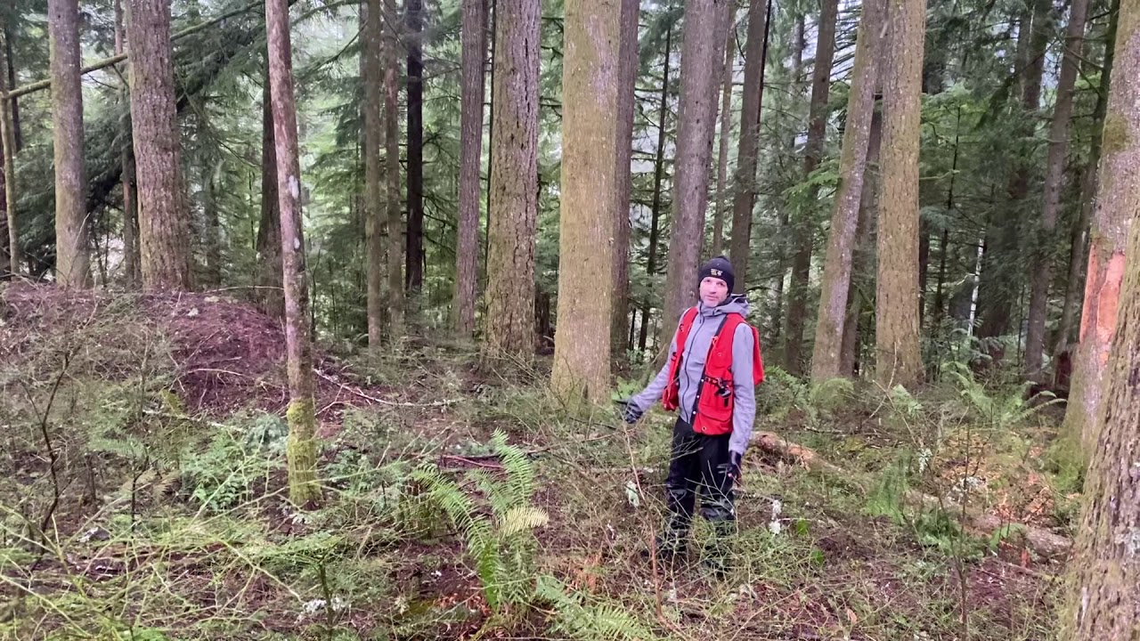 Tree Crown and Position Classification