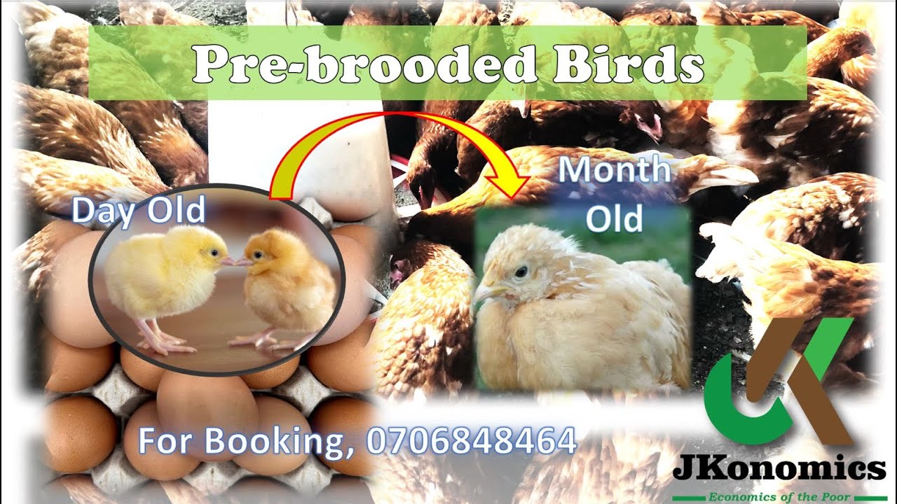 “Boost Your Poultry Farm with JKonomics Pre-Brooded Birds 🐥 | Ready After 1 Month”