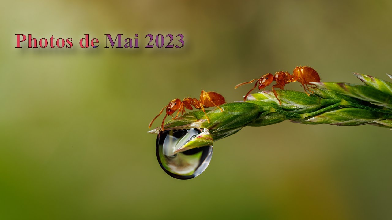 Diaporama de photos, macro, proxi : Mai 2023
