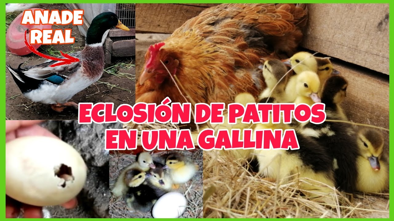 ECLOSIÓN DE PATITOS 🐣 en una GALLINA... Mis PATOS comprados son los ANADE REAL 🦆