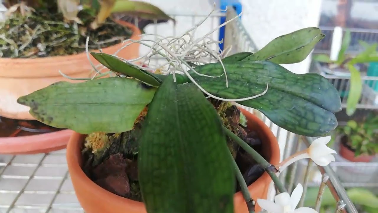 Aerangis mystacidii. Уход и содержание.