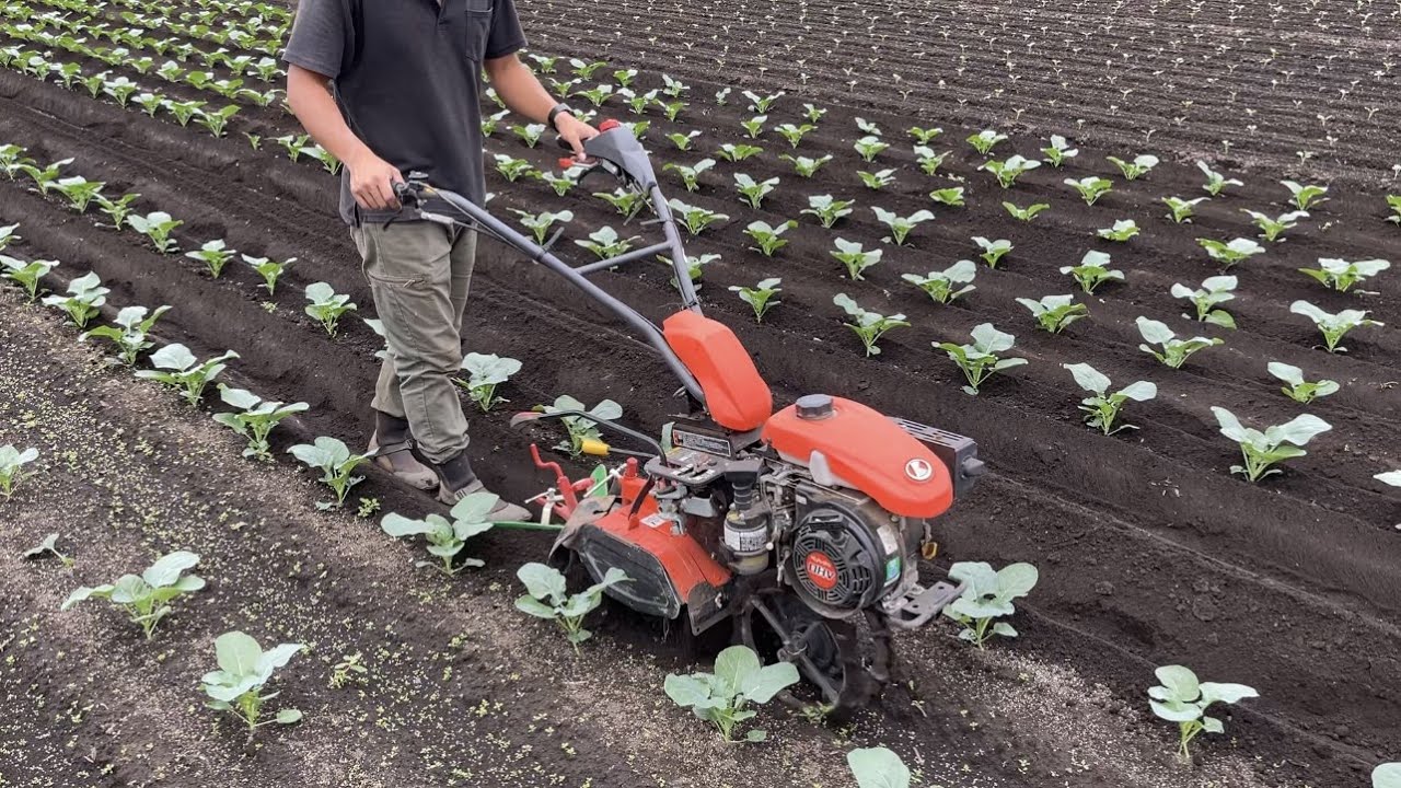 【小型管理機で１発除草】秋冬野菜の追肥と土寄せ・畑を耕す３つのメリット
