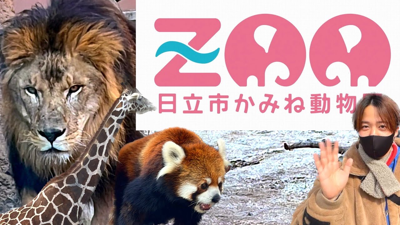 [かみね動物園]茨城県の有名動物園へ！新しくできた猛獣舎をはじめ、ゾウ、カバと会おう！広大な敷地に動物多すぎ/ Hitachi