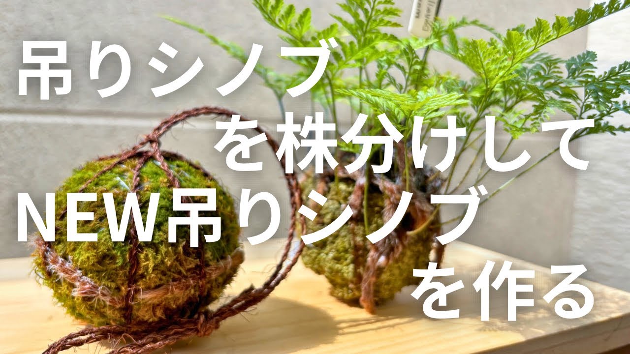 シノブの株分けと吊りシノブ作りを解説