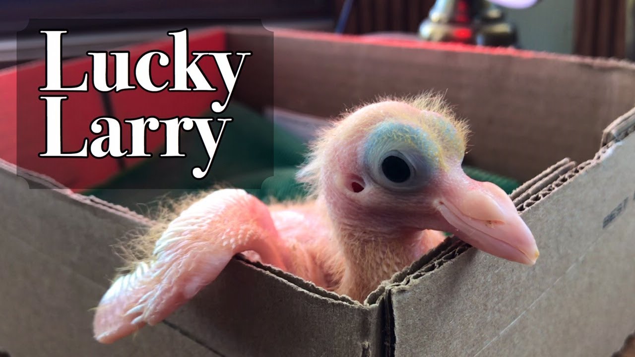 How to hand feed a 2 week old pigeon | Meet utility pigeon, Lucky Larry | Fair Creek Farm