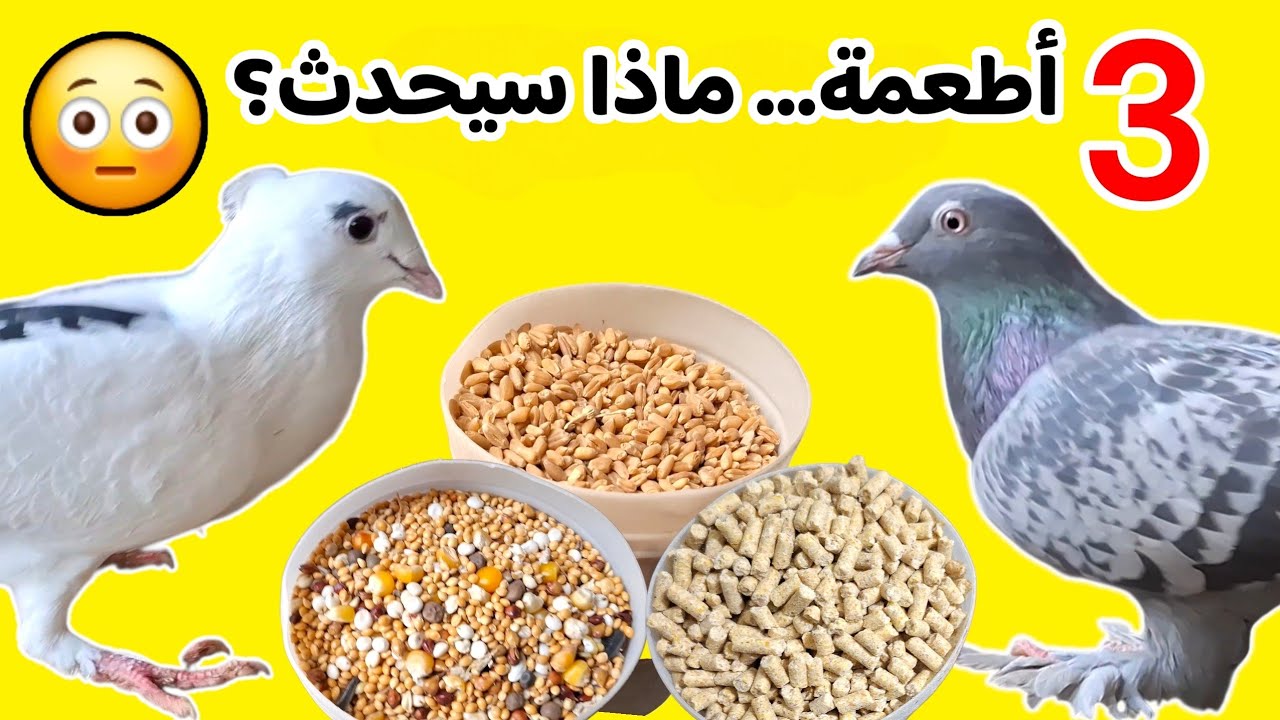 أطعمة… ماذا سيحدث؟ 😳 | تجربة 3 أنواع طعام للحمام 🕊️