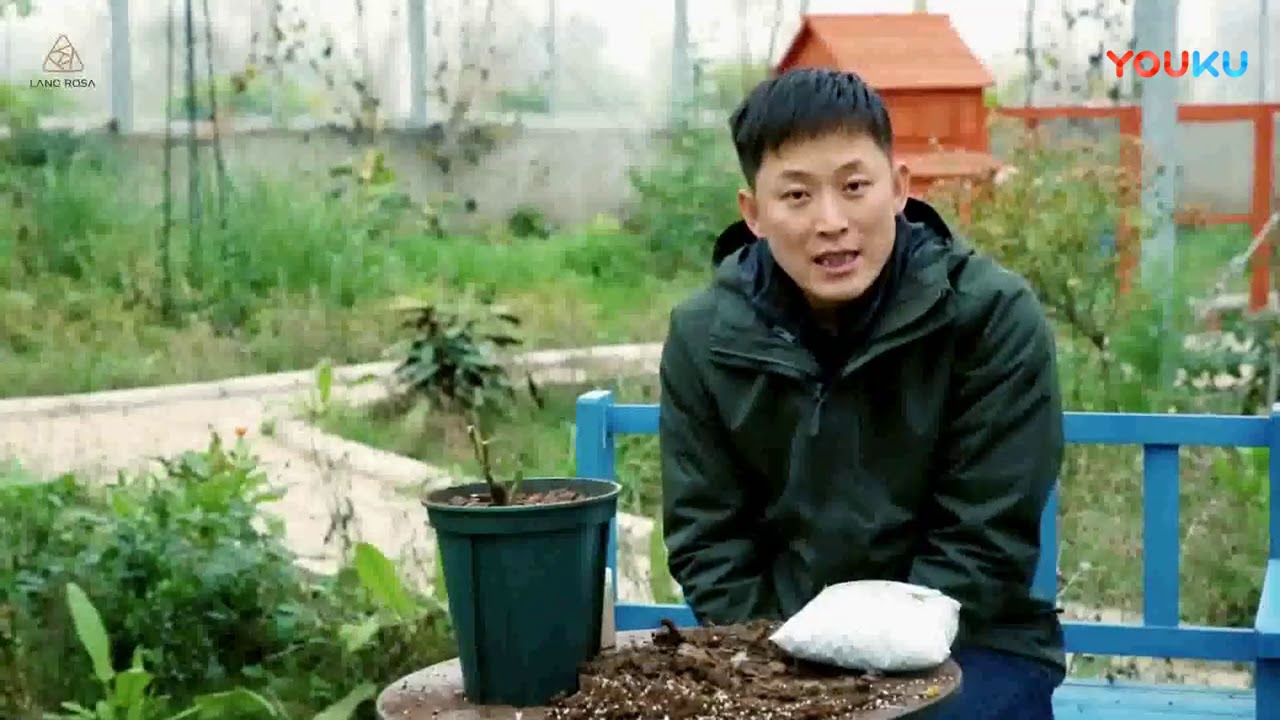 天狼说月季【养护】冬季如何给月季换盆  超清