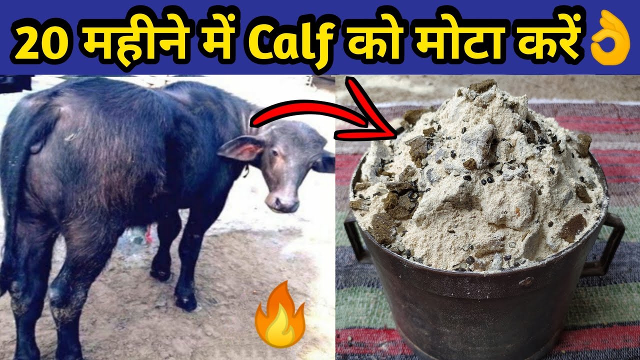 20 महीनें में कटी,बछडी(Calf) को मोटा तगडा करे|Calf starter kaise bnaye|Calf ko mota|Calf diet plan.