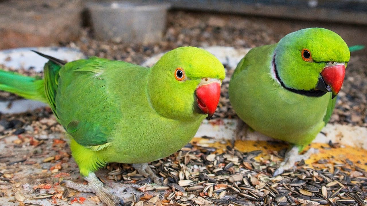 | Should I give these seeds to my PARROTS? | How sunflower effects parrots | 
