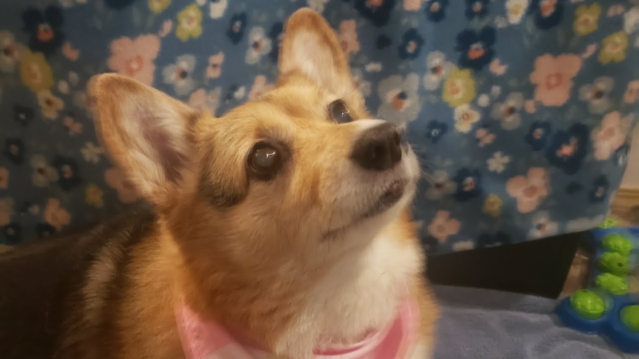 Home made weight loss dog food