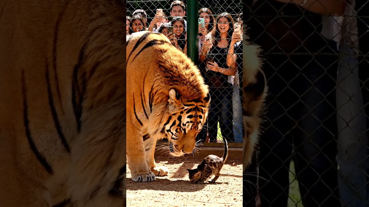 Момент, когда разница в размерах вызывает эмоции 😭🐯🐱
