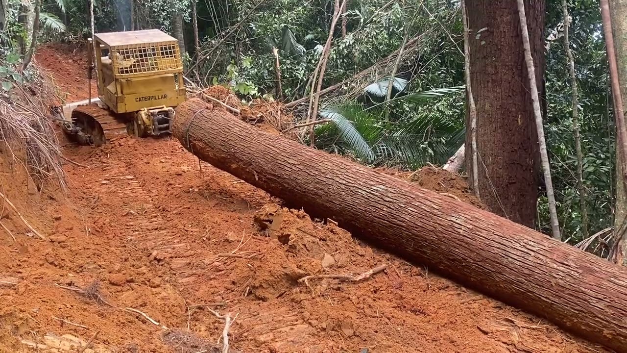 Fuuuhhh mantap.!bulldozer kecil tarik kayu besar dan panjang