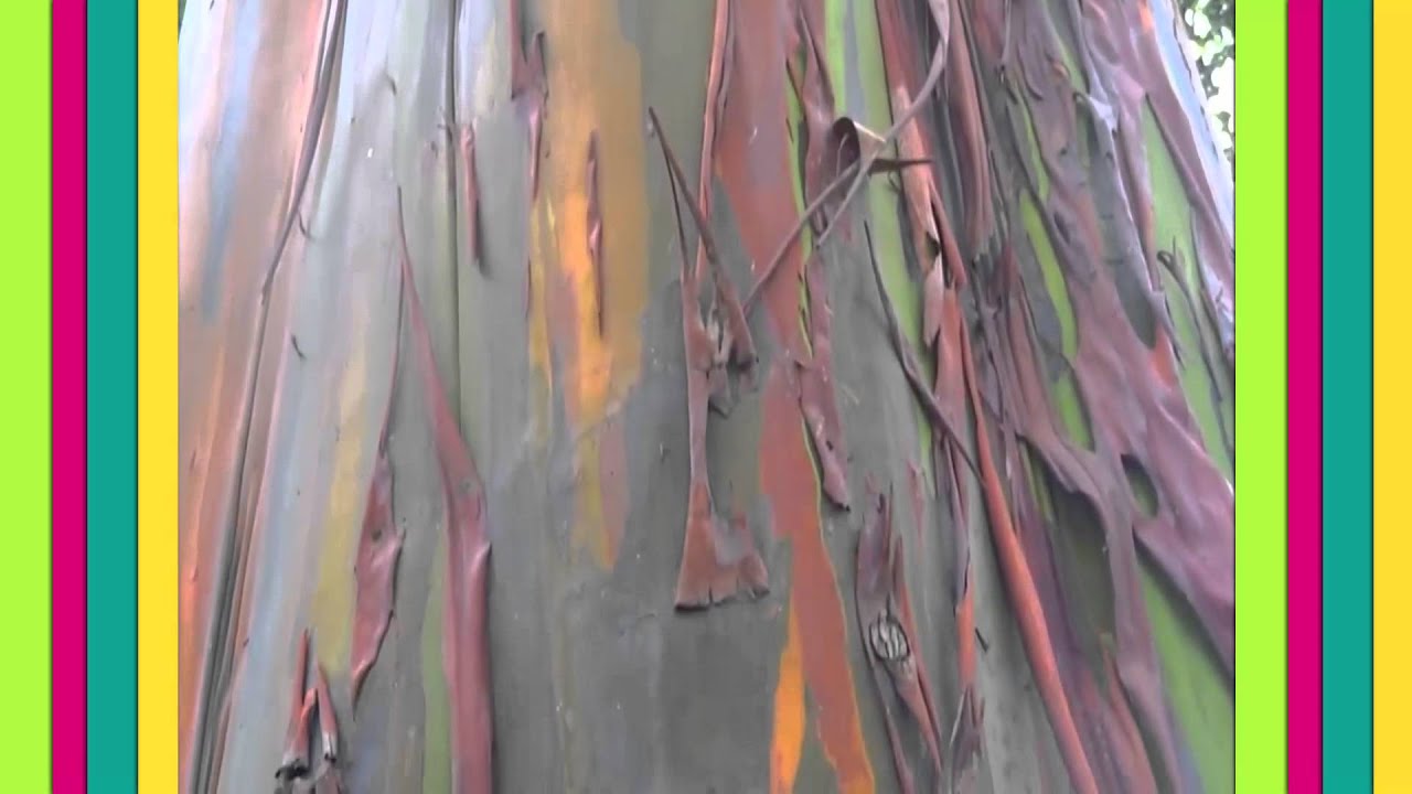 FEN&Oacute;MENOS EXTRA&Ntilde;OS - EUCALIPTO ARCOIRIS