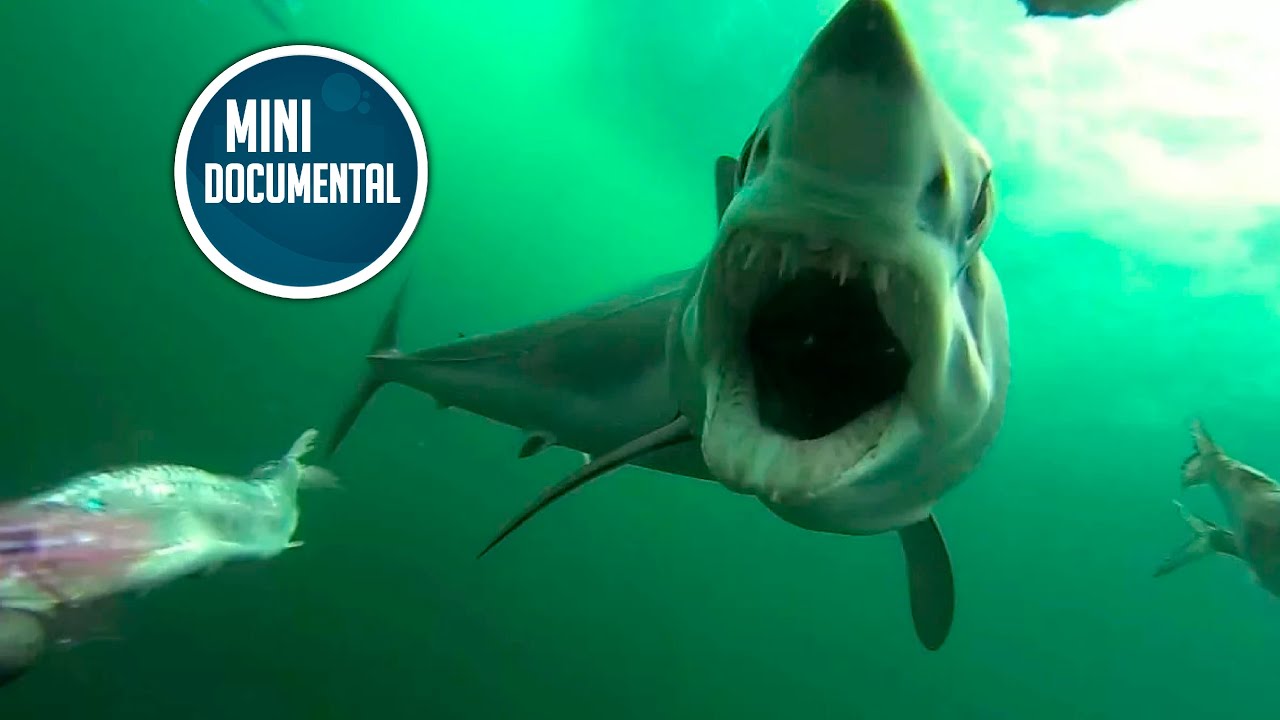 Tibur&oacute;n mako (mini documental)