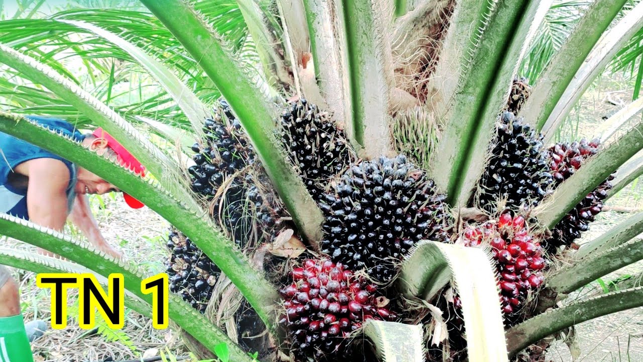 panen sawit bibit bagus tn 1