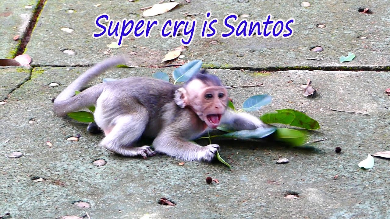 Super cry....This is a habit that Santos always cries to demand attention from her mother Sarah.