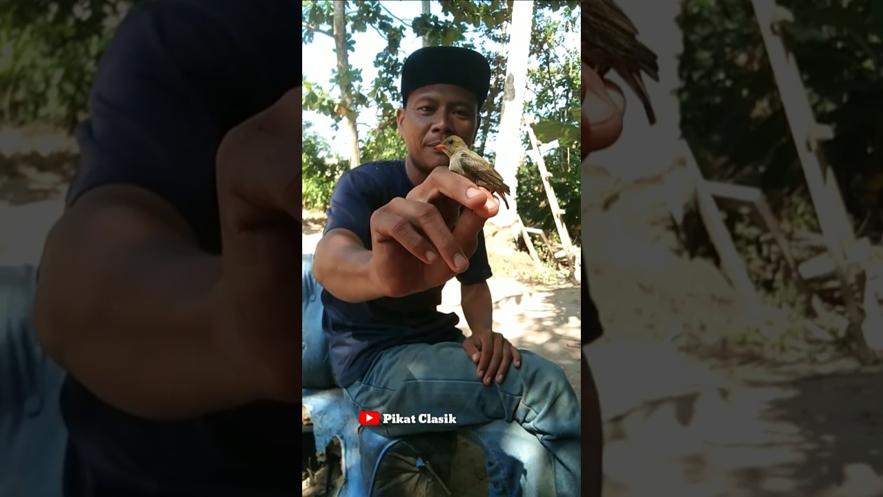 merilis burung cabe-cabe